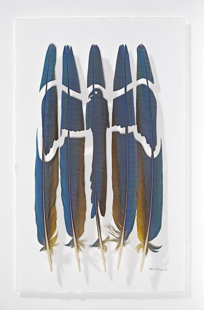 Blue and gold macaw tail feathers, Chris Maynard, Craft in America